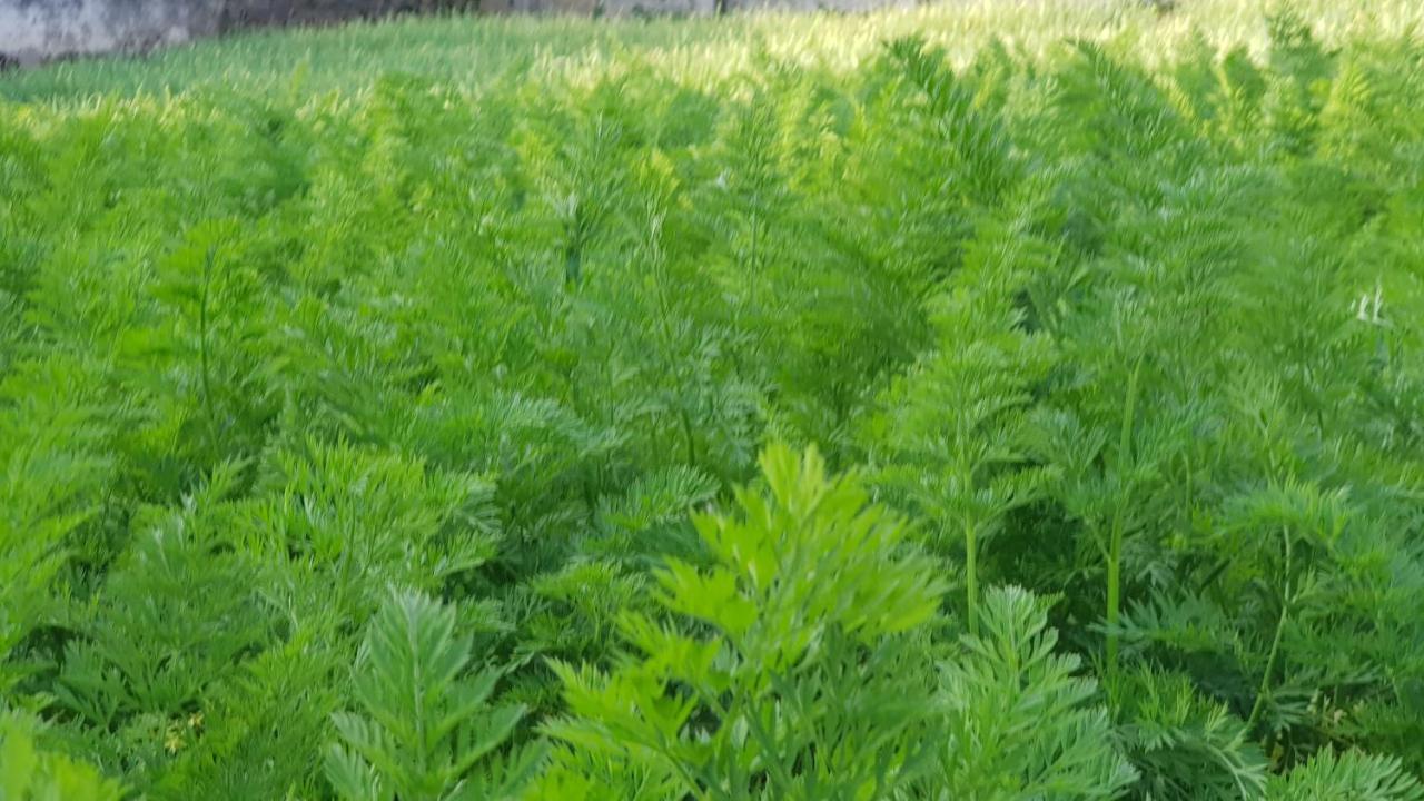 Chandrasobana Nuwara Eliya Luaran gambar